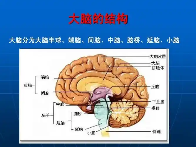 大脑的结构 大脑分为大脑半球,端脑,间脑,中脑,脑桥,延脑,小脑