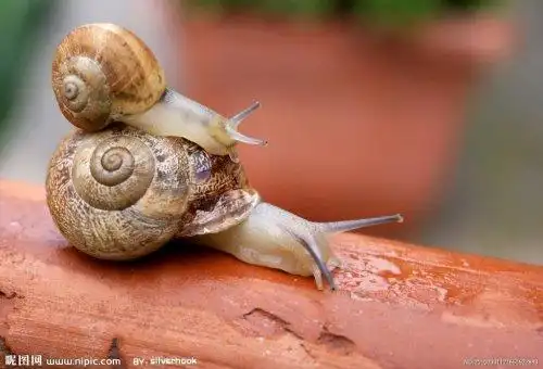 蜗牛的图片?