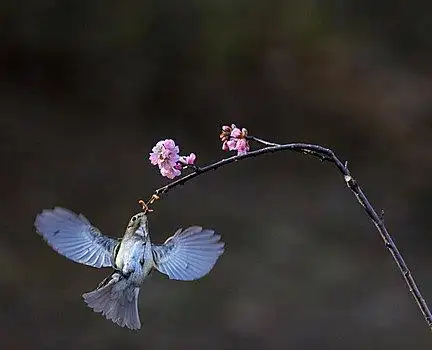 植物园,诱拍,小鸟,动物,觅食,弱小,可爱,飞行,春天,迁徙,停留