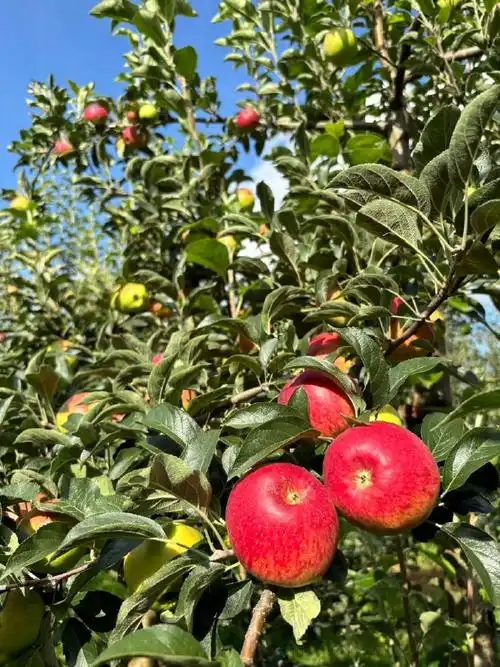 『云南高原红玛瑙太阳斑苹果 甘甜酥脆一口惊艳』