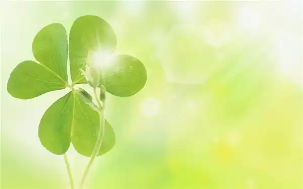 希望四叶草带来好运的图片
